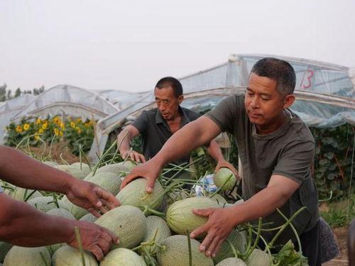 邢台留村吃瓜,夏日炎炎，瓜果飘香，体验乡村田园生活