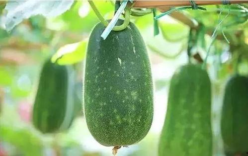 吃瓜人在吃瓜,揭秘娱乐圈的甜蜜与苦涩