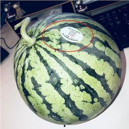 吃瓜炸裂网红,吃瓜炸裂！揭秘网红背后的惊人真相