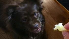 吃瓜的狗子图片大全,萌态百出，笑料横生！