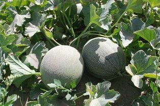 河职吃瓜是什么意思