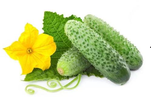 吃瓜系统宋小白,吃瓜系统中的美食探索之旅