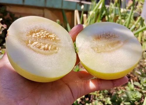 减肥可以吃甜心瓜,美味与健康的完美结合