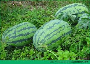 春天吃小凤瓜好吗,小凤瓜——春季餐桌上的清新之选