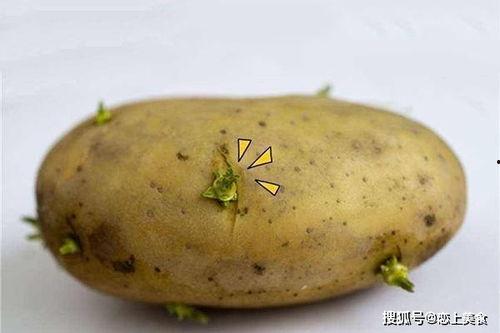 蒙叶雨吃瓜,揭秘娱乐圈背后的秘密与真相