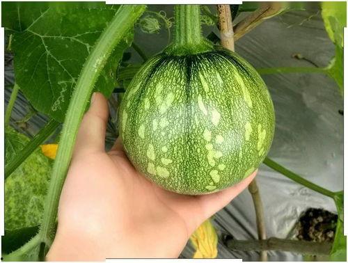 广西财经事件吃瓜,一场惊心动魄的吃瓜大戏！”