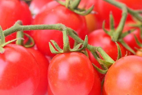 番茄小说排队吃瓜,排队吃瓜，揭秘热门小说背后的故事