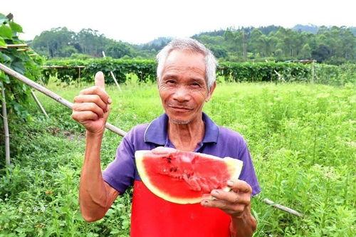 高明区吃瓜,瓜果飘香，品味田园生活新篇章