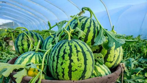 刺瓜是秋瓜吗怎么吃的呢