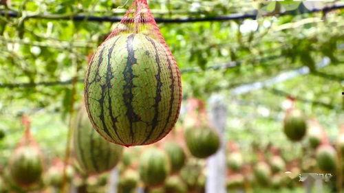 龙马村吃瓜,一场别开生面的吃瓜盛宴