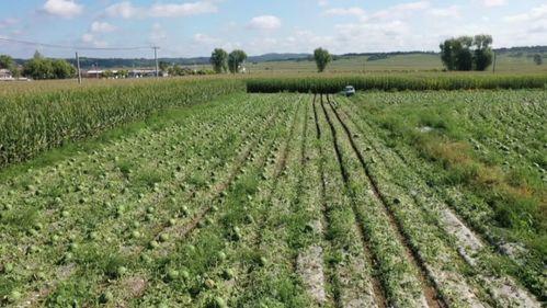 东丰庄吃瓜,夏日吃瓜盛宴，品味生活百态