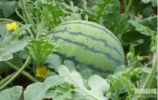 就是吃我的瓜,那些年我们一起吃过的“瓜”